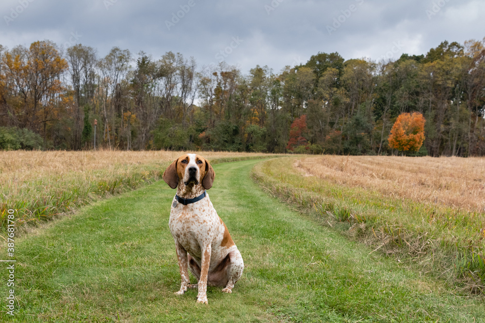 Rescue Coon Hound Rescue Coon Hound