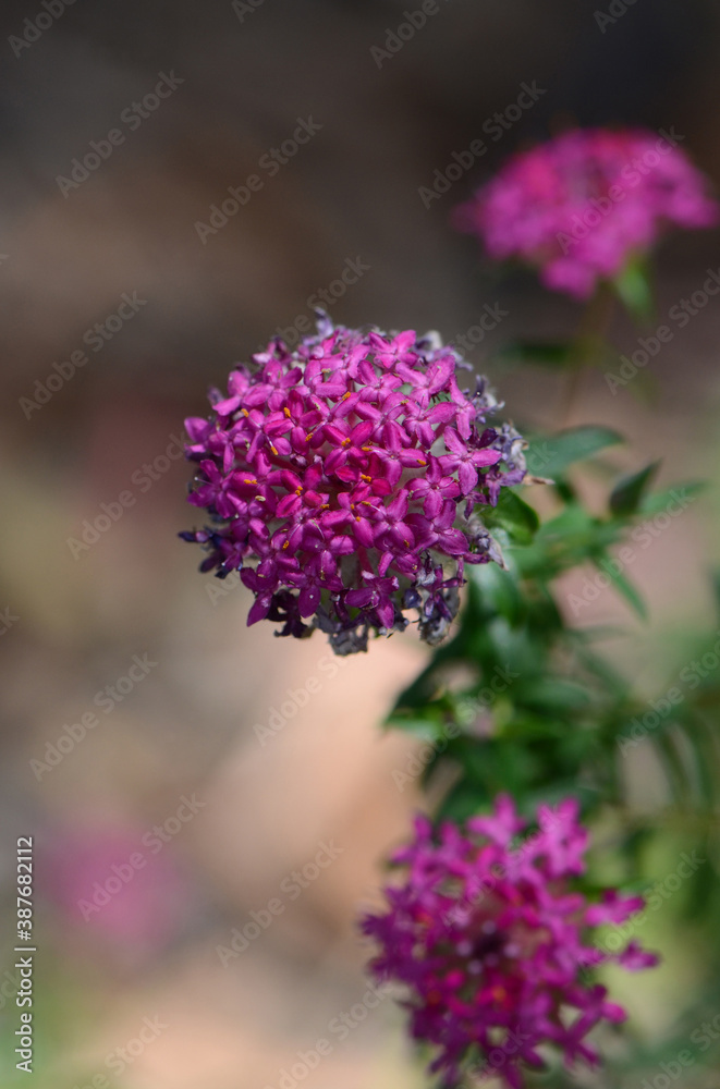 Fototapeta premium Pink and purple flowers of the Deep Dream cultivar of the Rose Banjine rice flower, Pimelea rosea, family Thymelaeaceae. Endemic to the southwest coast of Western Australia. Spring flowering.