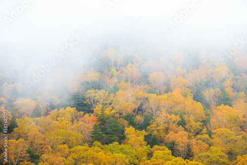 autumn forest in the fog