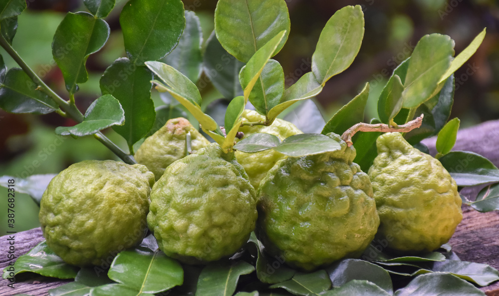Obraz premium Kaffir limes on wooden table with natural blurred background.