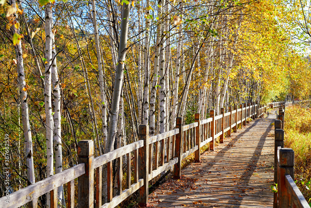 The wooden trestle in autumn forest.