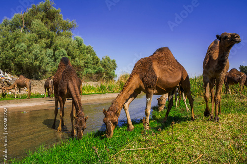 Camel © Naushad