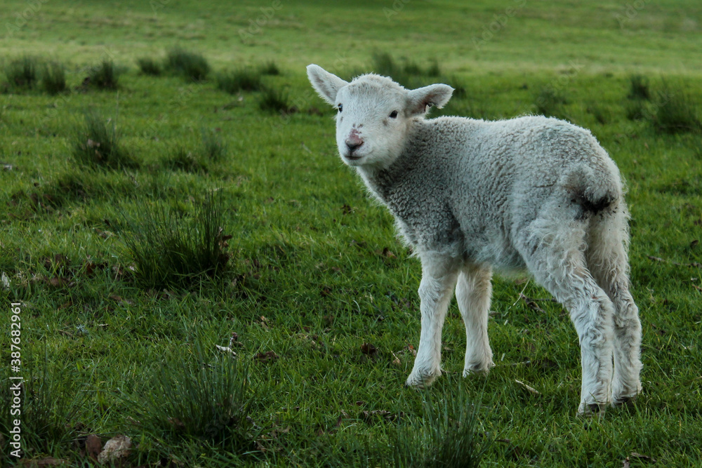 Obraz premium lamb in a field