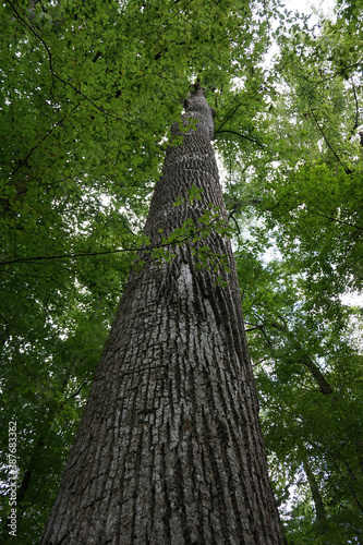 Naturescapes