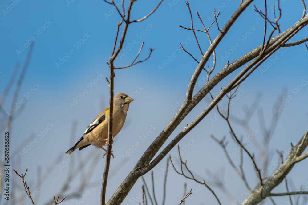 Evening Grosbeak perched in a leafless tree landscape Evening Grosbeak perched in a leafless tree landscape