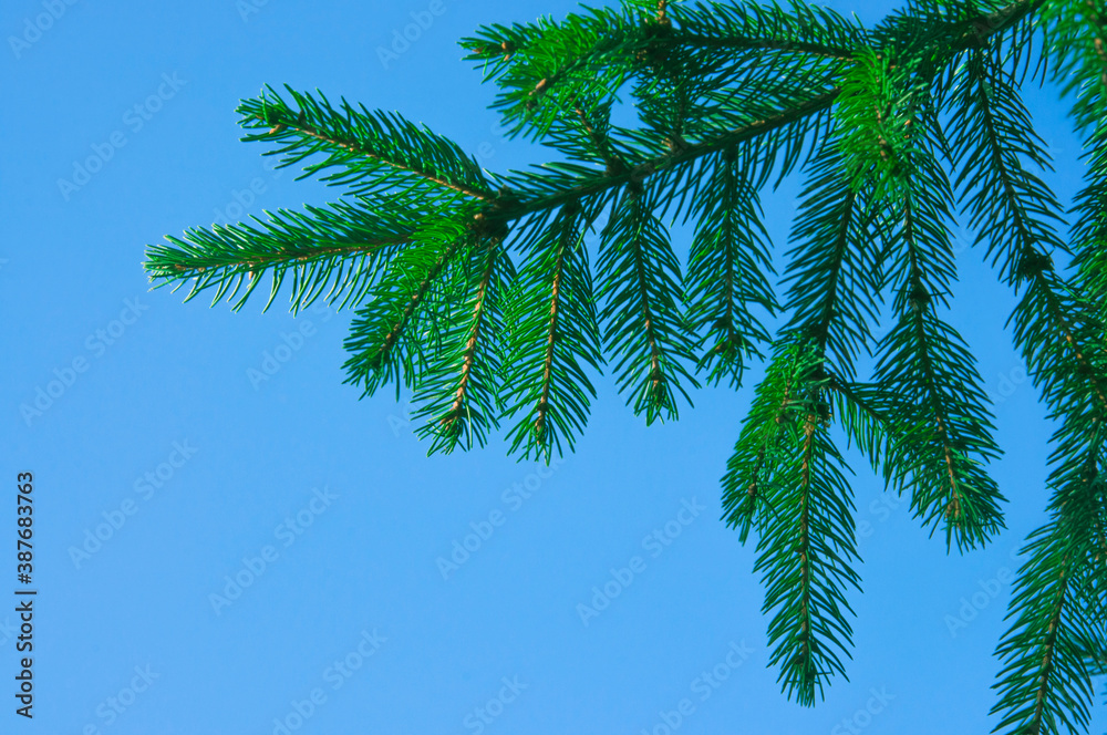 Colorful green spruce branches on a blue sky background close up