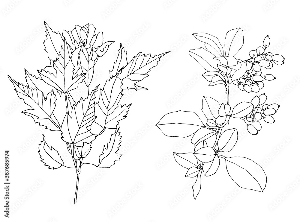 Line art maple branch with leaves and berry isolated on white background. Hand-drawn black marker plant tree. Nature art creative object for coloring book, card, sticker