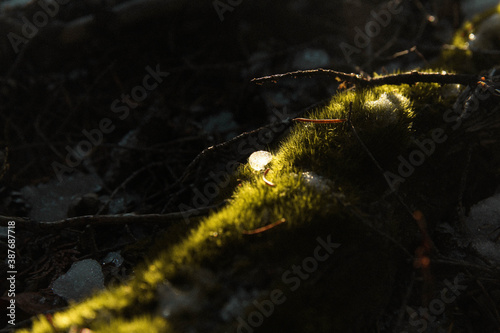 sparkling ice ball in the moss © Kali
