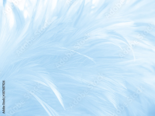 Beautiful abstract blue feathers on white background and soft white feather texture on blue pattern and blue background, feather background, blue theme valentines day © Weerayuth