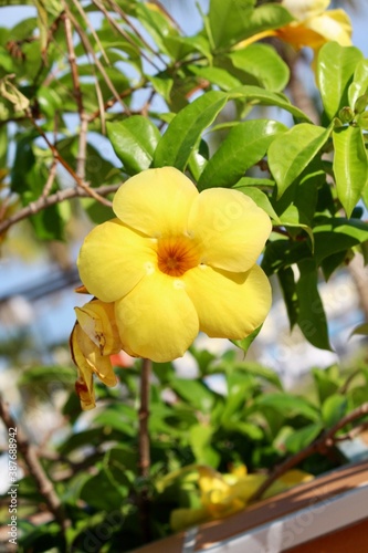 yellow flowers