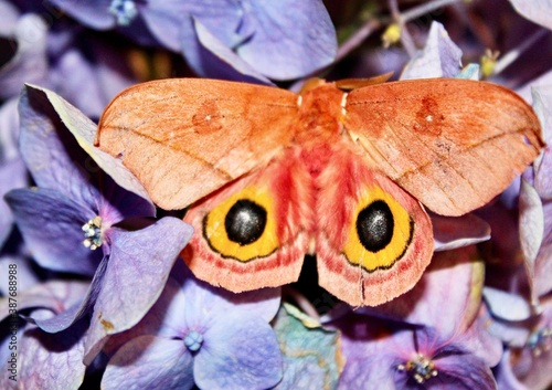butterfly on a flower