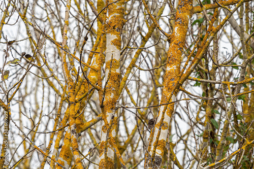 leafless tree trunks in the park with orange patches over the bark