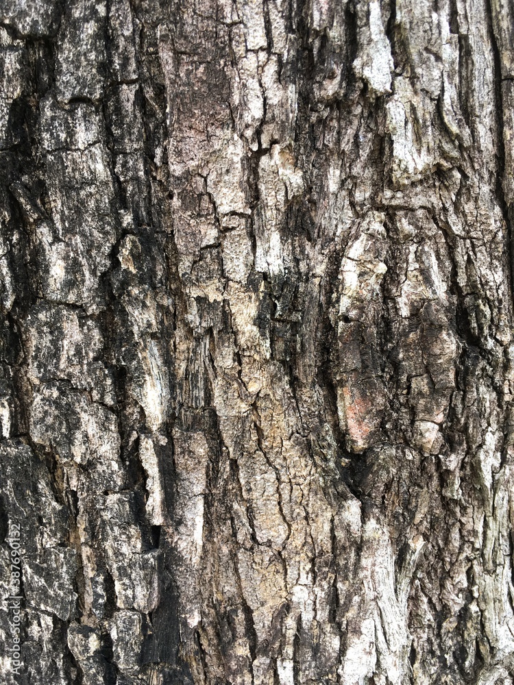 close up dry bark tree texture
