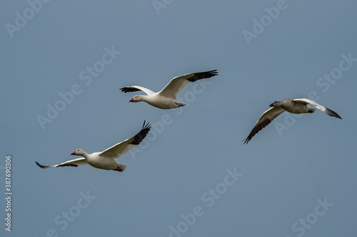 close up of three beautiful snow geese flew overhead under overcast sky