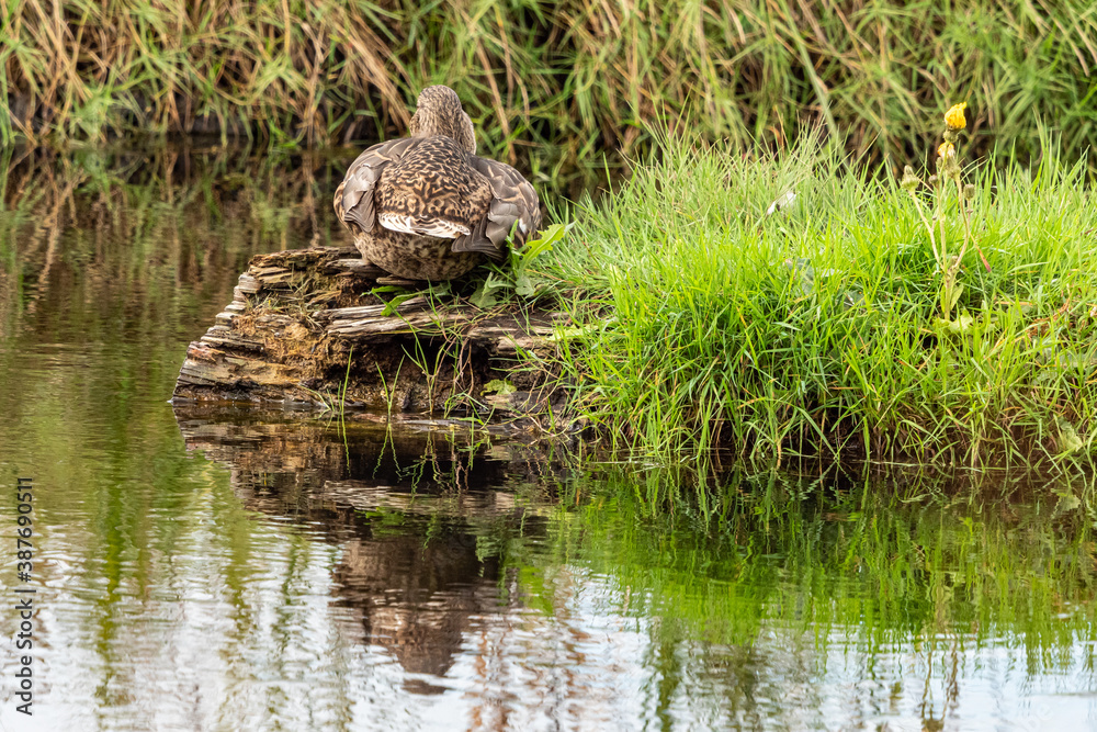 Obraz premium one female duck resting a tree trunk floating on the waterway filled with green grasses in the marshland