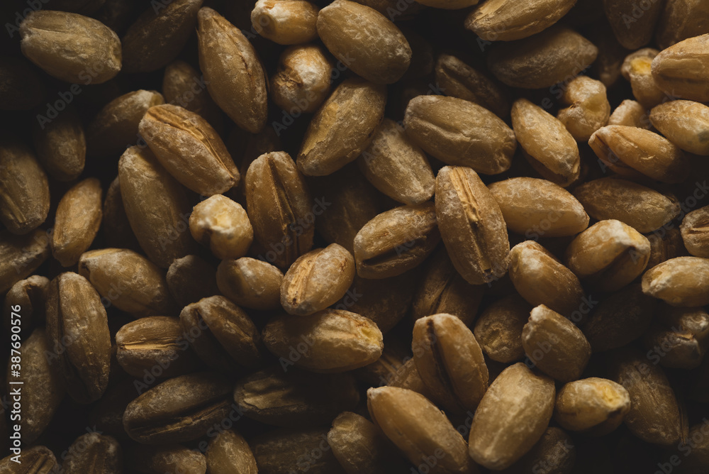 Obraz premium Pearl Barley macro close up