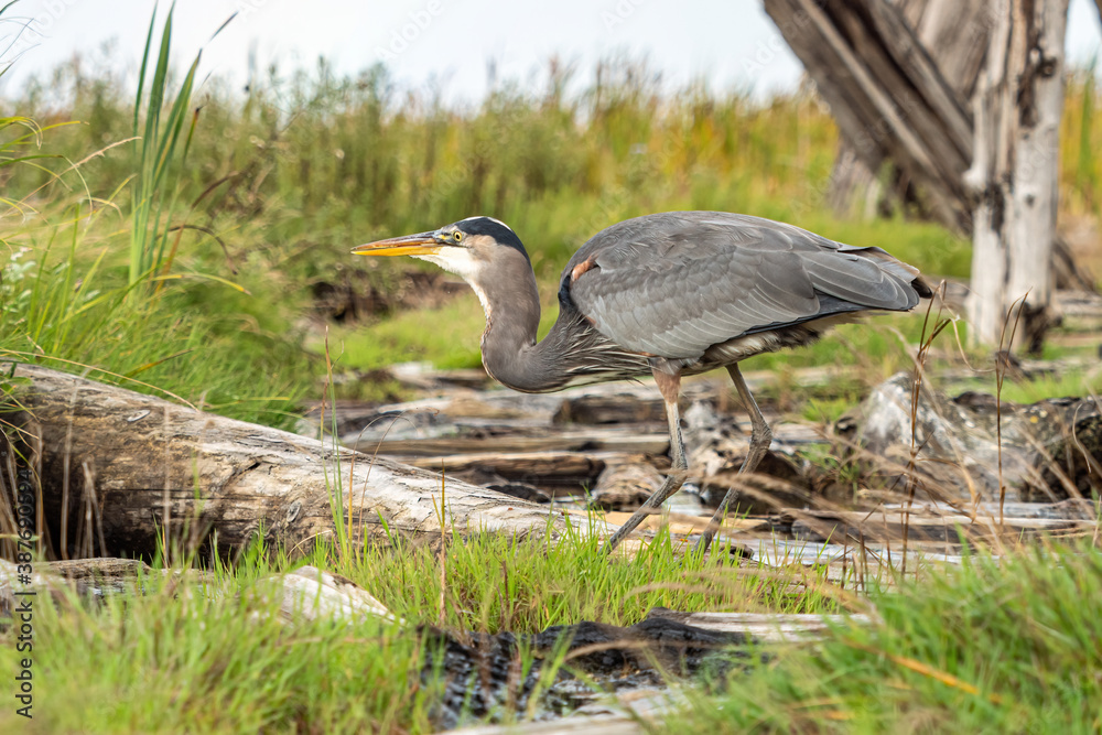 Obraz premium one great blue heron standing on the driftwood laying on the marshland just swallowed its meal