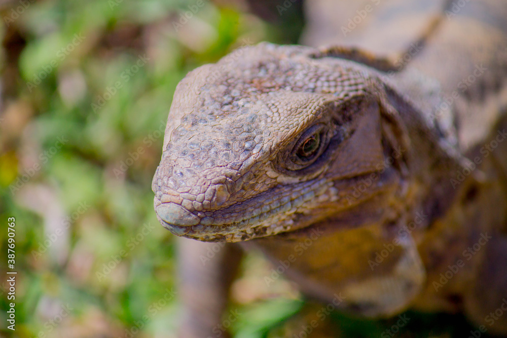 Fototapeta premium Iguanas.