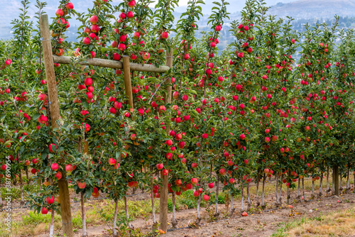 red ripe apples growing in the garden on the trees