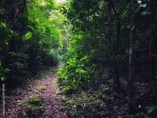 footpath in the forest