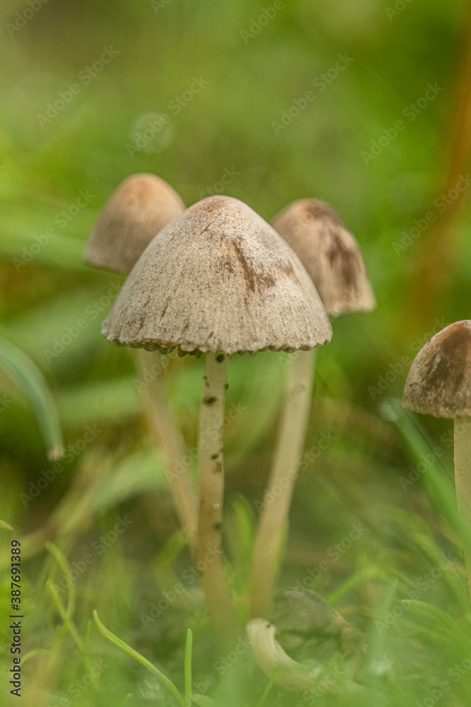 close up of few small brown mushrooms grown on the green grassy ground close up of few small brown mushrooms grown on the green grassy ground