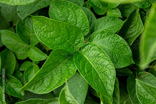 closeup of green leaves texture, Potato crop leaves showing high health, ready for photosynthesis