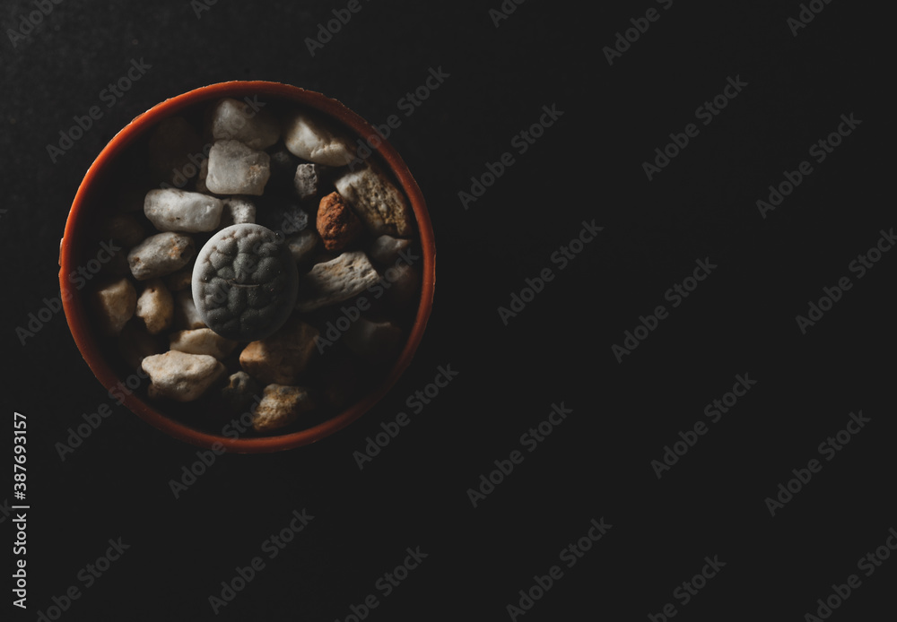 Lithops succulent plant macro close up