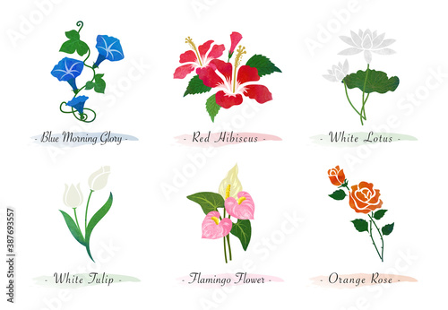 Watercolor botanic garden nature plant flower morning glory hibiscus lotus tulip flamingo flower rose