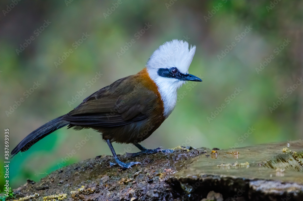 White-Crested Laughingthrush, Birds of Himalaya White-Crested Laughingthrush, Birds of Himalaya