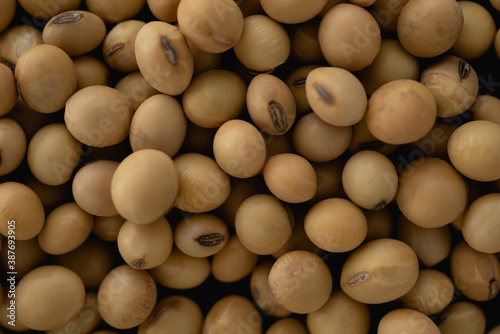 Soybean macro close up, selective focus