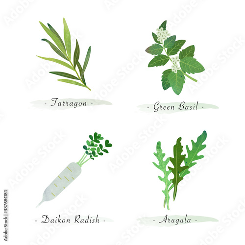 Watercolor healthy nature organic plant vegetable food ingredient tarragon green basil daikon radish arugula