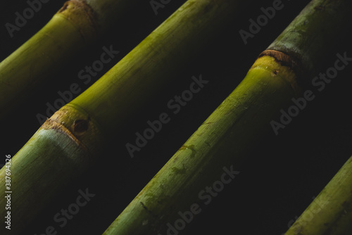 Sugar Cane macro close up