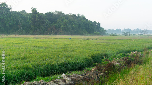 Paddy field landscape during morning sunrise