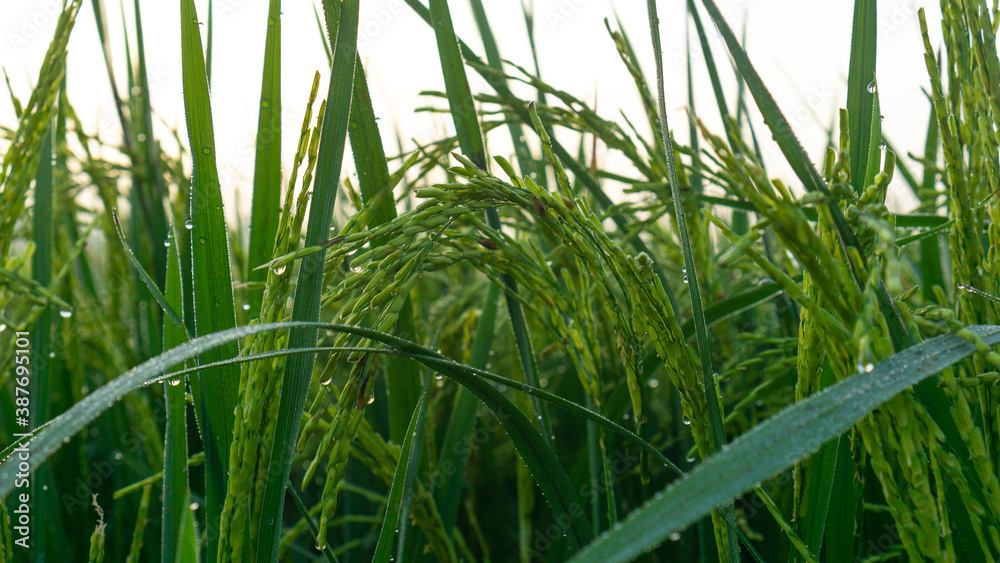 Paddy plant during morning sunrise
