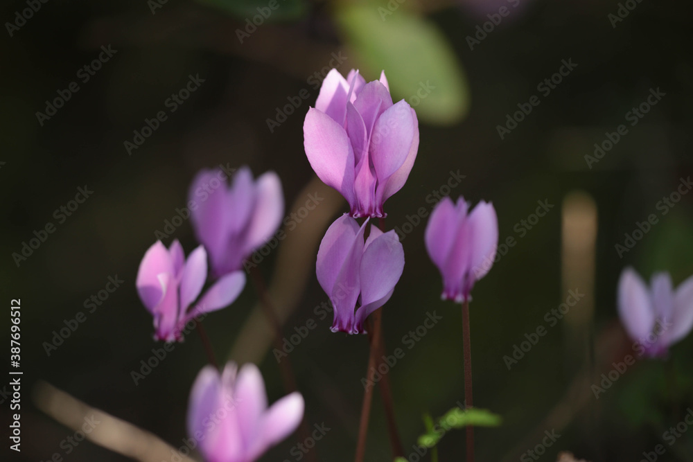 cyclamen flowers in the forest close up cyclamen flowers in the forest close up
