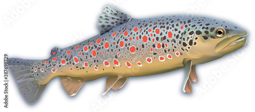 Poissons - Truite fario