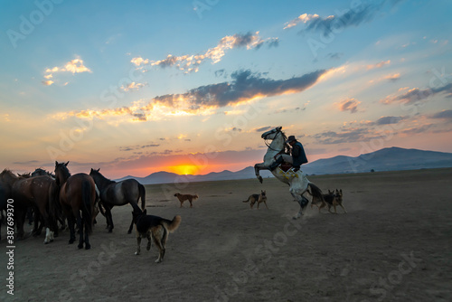 Wild horses and cowboys in the dust at sunset