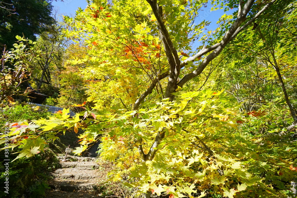 In the autumn forest. Trees that turn red. Beautiful scenery of Japan. In the autumn forest. Trees that turn red. Beautiful scenery of Japan.