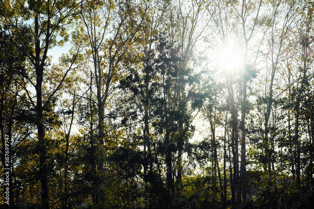 Fototapeta premium 木漏れ日