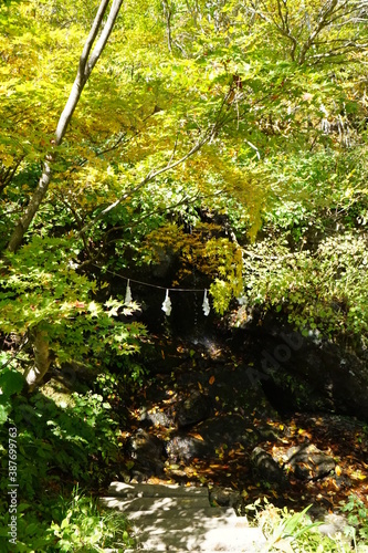 In the autumn forest. Trees that turn red. Beautiful scenery of Japan.