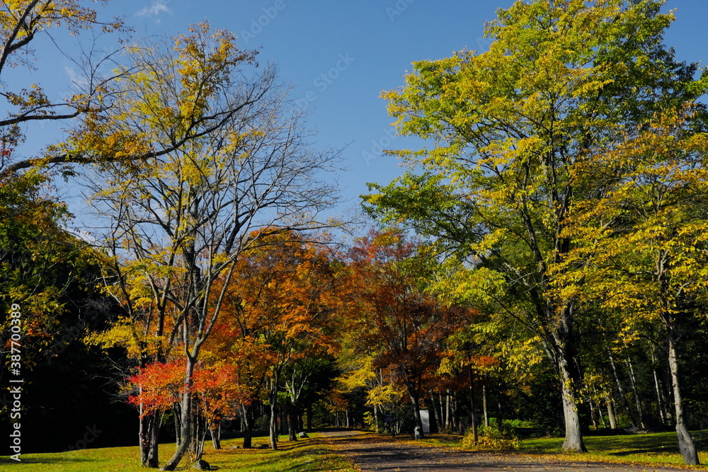 Naklejka premium 美しい紅葉の道