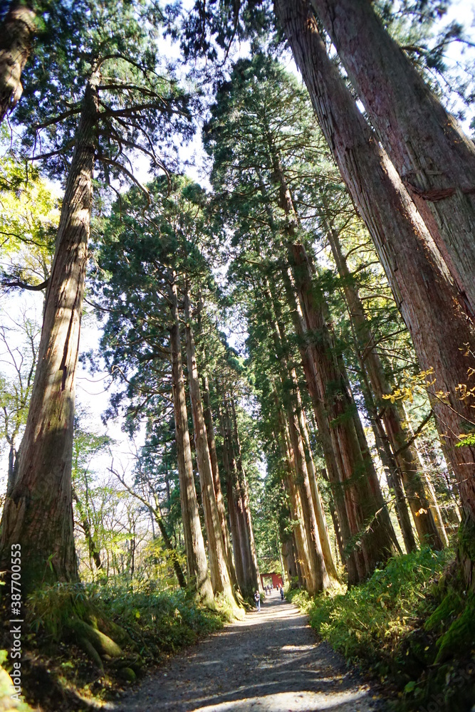 A road lined with large cedar trees. In the forest where the sunlight shines through. Beautiful Japanese landscape.