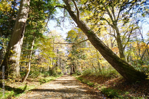 Autumn hike. Japanese landscape. Autumn leaves.