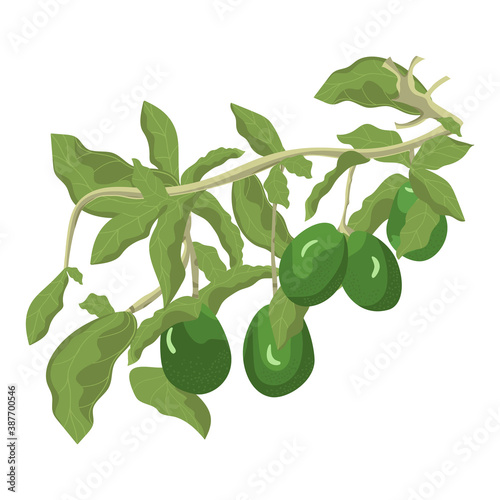 Avocado branch with leaves. Isolated element on a white background. For website design, stickers or educational material. Vector