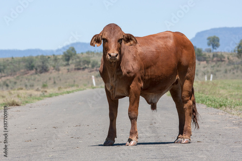 Brahman Bull standing on a road,  Queensland Australian photo