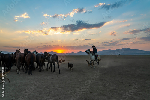 Wild horses and cowboys in the dust at sunset © attraction art