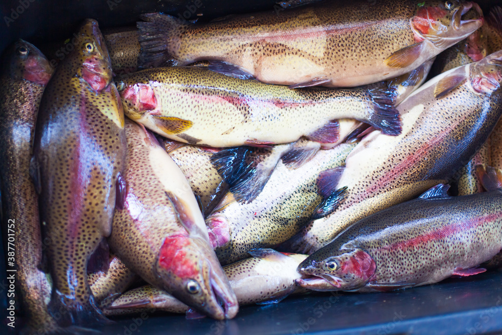 Fototapeta premium Top view of rainbow trout on a fish farm