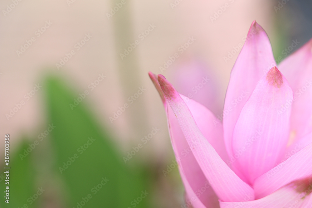 Fototapeta premium Closeup Siamese flowers in the garden