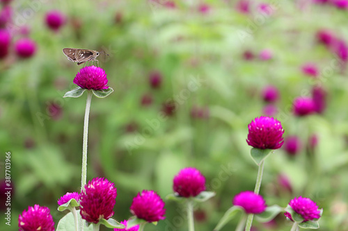 Beautiful butterfly on Globe Amaranth flower in garden  purple flower background