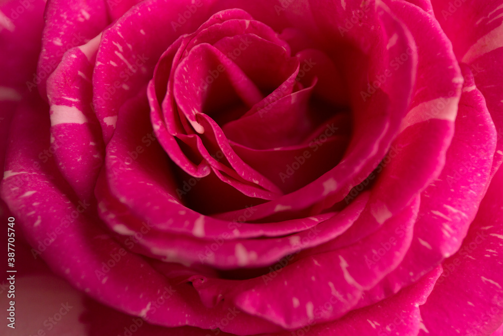 Soft floral pink background. Macro blur flower texture. Soft floral pink background. Macro blur flower texture.